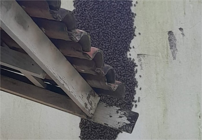 Bombeiros retiram enxame de abelhas em escola