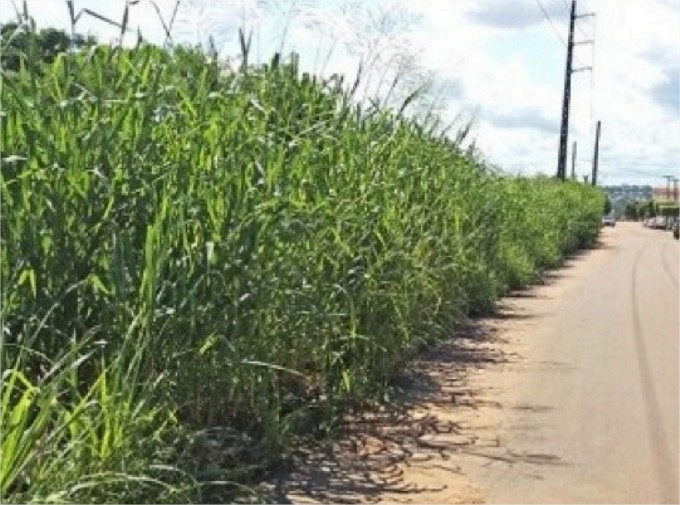 Mulher de 61 anos é estuprada e suspeito está foragido