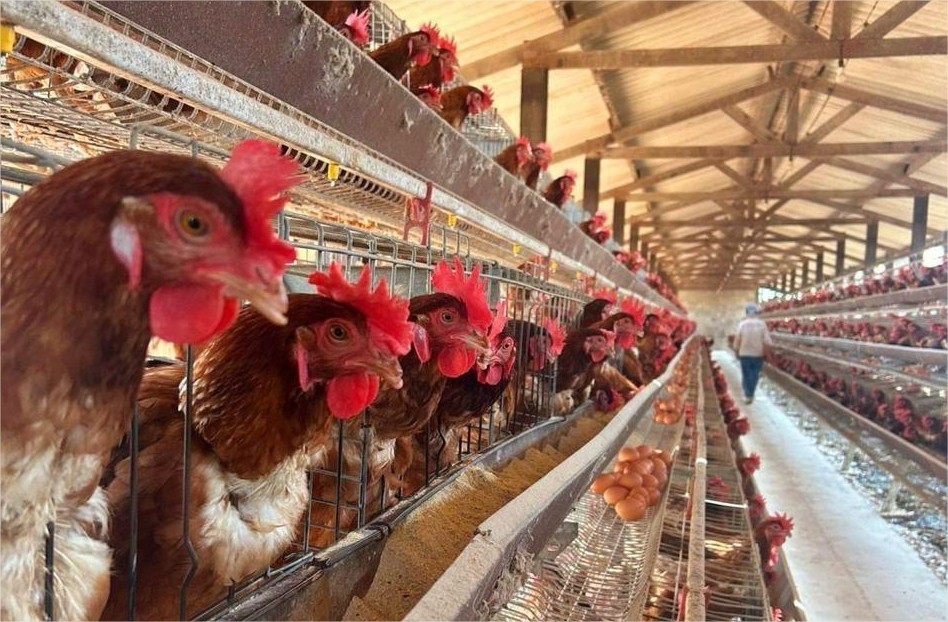 Mato Grosso faz ‘barreira sanitária’ para impedir entrada de gripe aviária no Estado