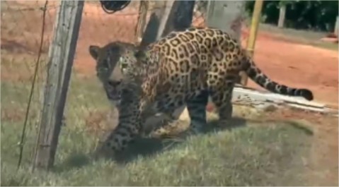 Vídeo de onça-pintada que viralizou é antigo