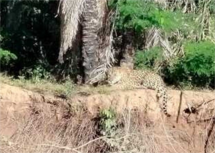 Casal de onças-pintadas é flagrado descansando às margens do rio Cuiabá; veja vídeo