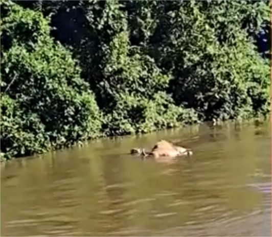 Vídeo: Onça-pintada arrasta boi em correnteza de rio em Pantanal de MT