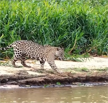 Onça-pintada faz filhote de capivara como isca no Pantanal