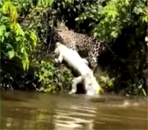 Vídeo: Onça-pintada mostra força ao matar jacaré com quase o dobro de tamanho no Pantanal de MT