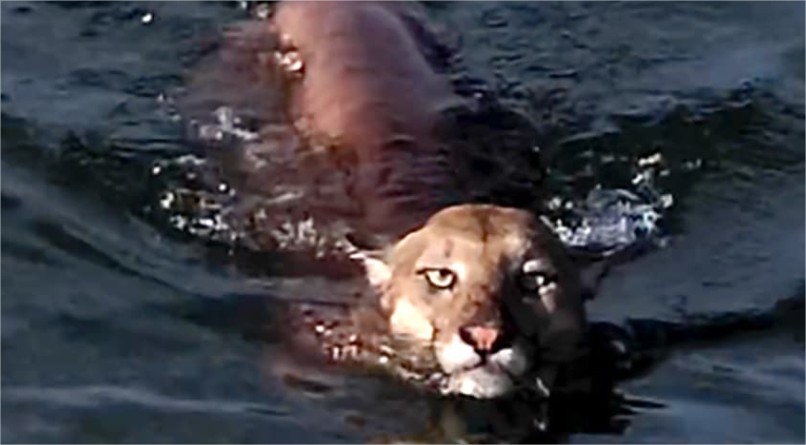 Pescadores flagram onça-parda atravessando lago em Mato Grosso; vídeo