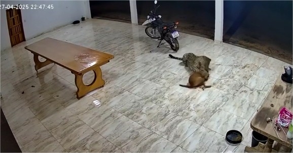 Onça mata cachorro e assusta moradores em cidade de MT; veja vídeo