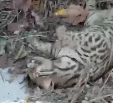 Oncinha é encontrada morta à margem de avenida, em Cuiabá