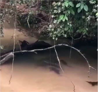 Turistas filmam e se espantam com cardume de pintados em MT; veja vídeo