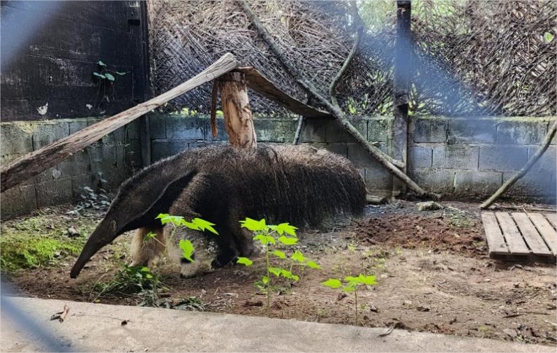 Sob cuidados da Sema, Tamanduá se recupera e pode voltar ao habitat natural
