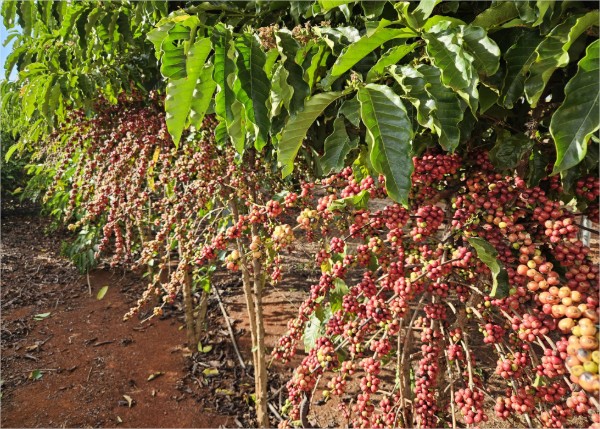 Distribuição de mudas e fomento às novas tecnologias impulsionam a agricultura familiar em MT