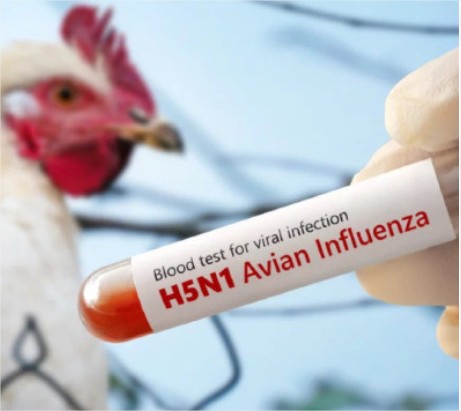 Mato Grosso volta a entrar em alerta com novo caso confirmado de gripe aviária