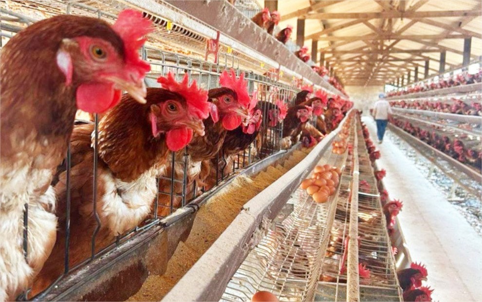 Para conter vírus da gripe aviária, centenas de aves foram abatidas em MT