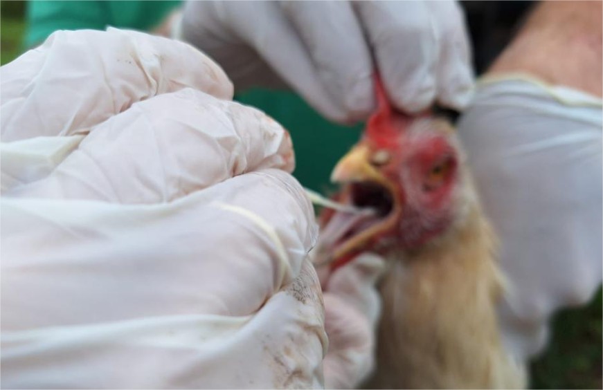 Brasil está livre da gripe aviária, mas Japão mantém restrição a MT