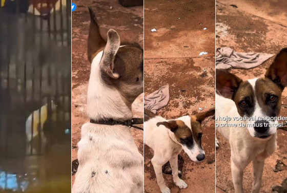 Cachorro é resgatado acorrentado e comendo fezes em VG; veja vídeo