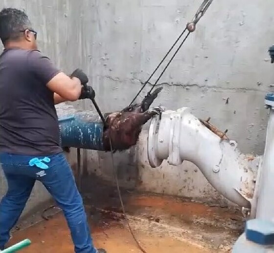 Capivara entra pelo cano do sistema de água: veja vídeo