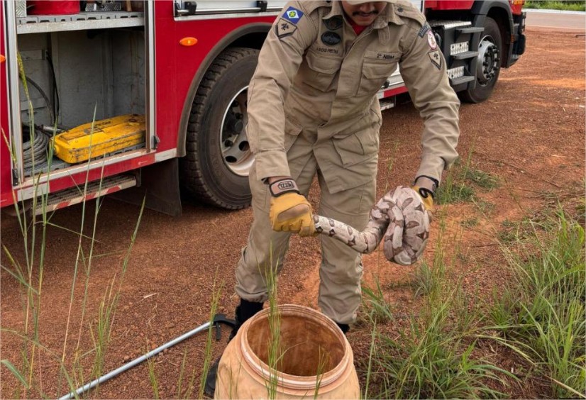 Jiboia de 2 metros entra em máquina de lavar para se ‘esconder’ do frio em MT