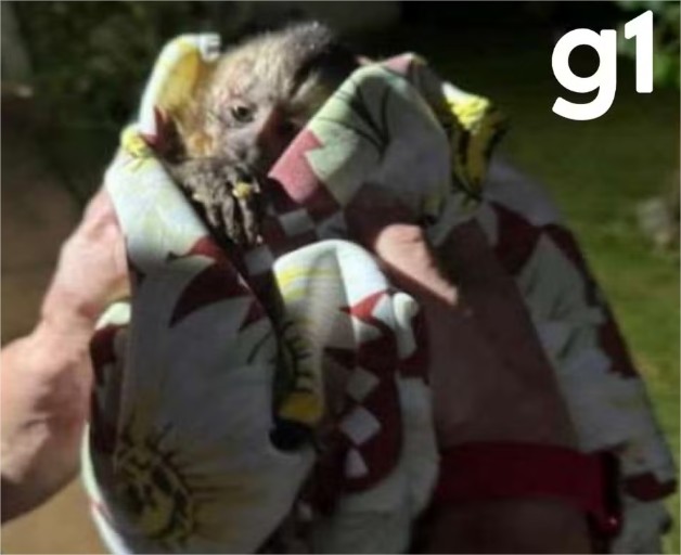 Médico que resgatou macaco-prego com pata amputada tenta guarda após animal ser apreendido pelo Ibama em MT