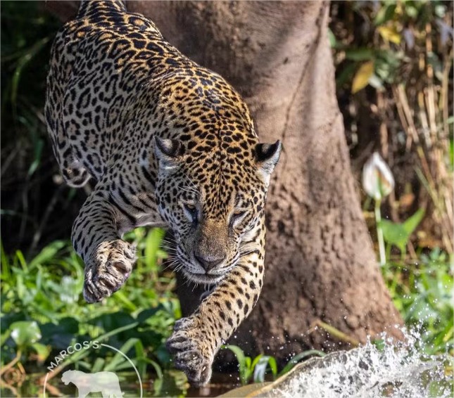 Embratur promove Pantanal em campanha global com a National Geographic
