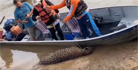 Vídeo: Onça-pintada é encontrada morta no Rio Cuiabá