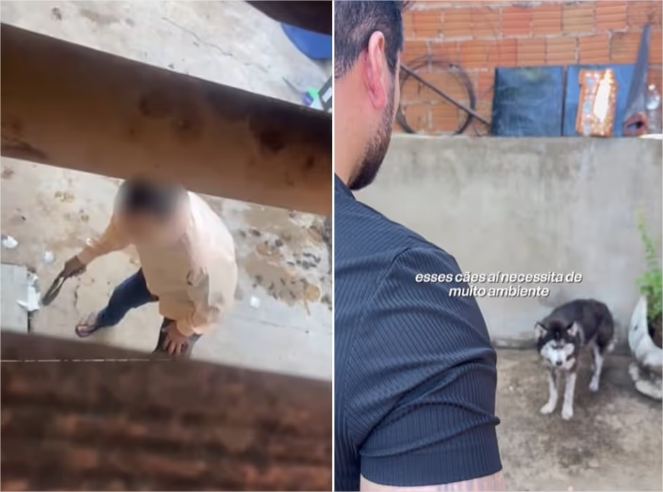 ‘Ele apanhava e passava fome’, diz vereador ao resgatar Husky vítima de maus-tratos