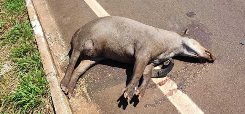 Acidente em rodovia deixa um morto após Saveiro colidir com caminhão ao tentar desviar de anta