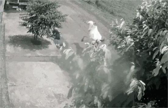 Senador é condenado a indenizar estudante atacada por vaca solta em estrada de MT; veja vídeo