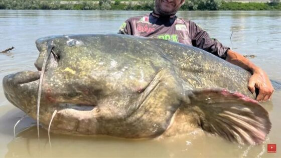 Pescador pega bagre de quase 3 metros, quebra recorde mundial