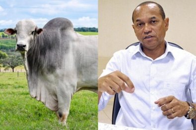 Ex-candidato a prefeito é atacado por boi e passa por cirurgia em MT