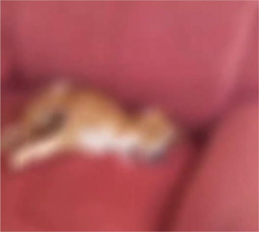 Vídeo: Cachorro e gato se contorcem após possível envenenamento em MT