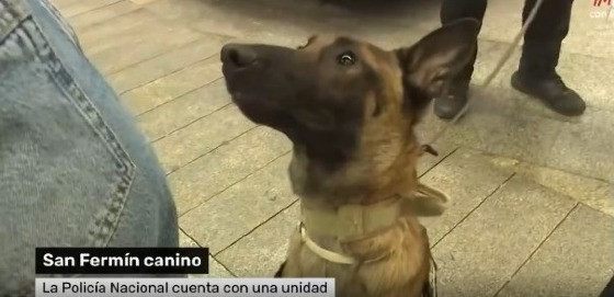 Cão farejador encontra droga com jovem durante reportagem ao vivo na TV; vídeo