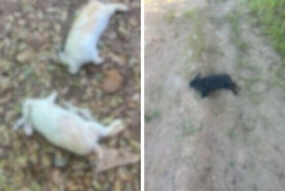 Criminosos invadem Apae e matam mais de 30 coelhos a pauladas; veja vídeo