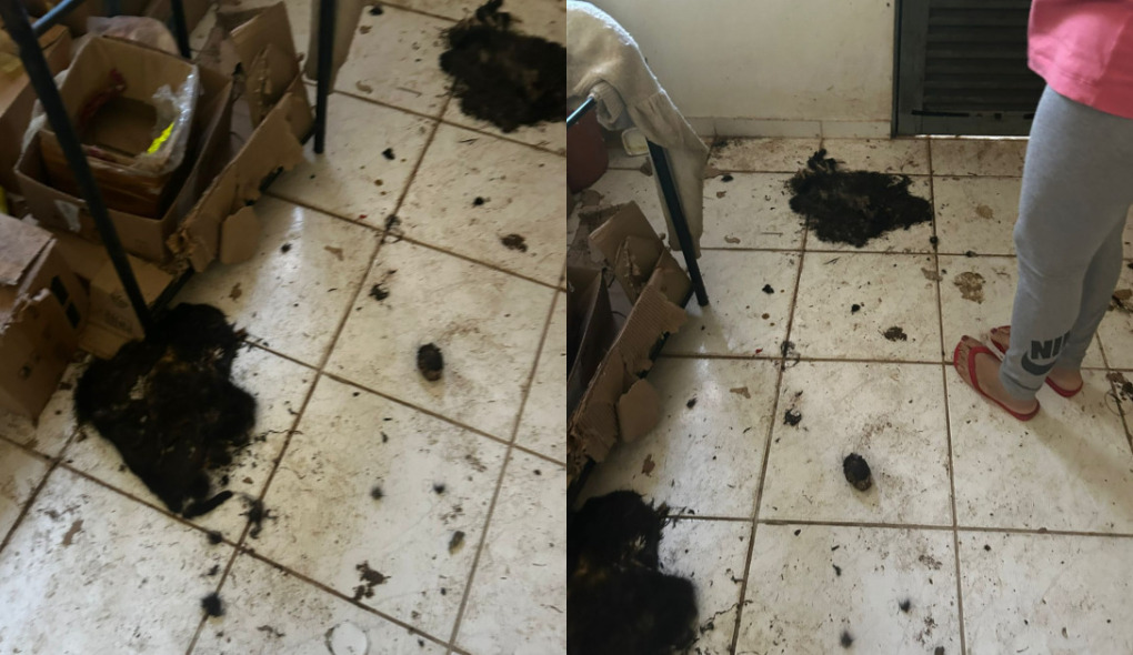 Gatos mortos são encontrados em casa e homem é preso por maus-tratos em MT