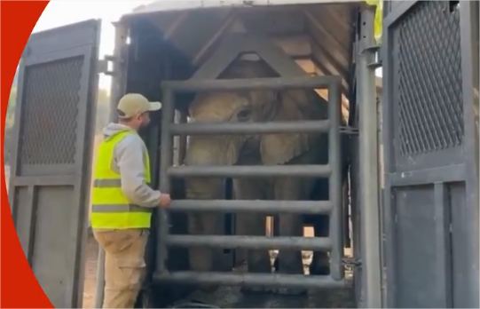 Elefanta da Argentina chega a santuário de MT após viagem de quatro dias