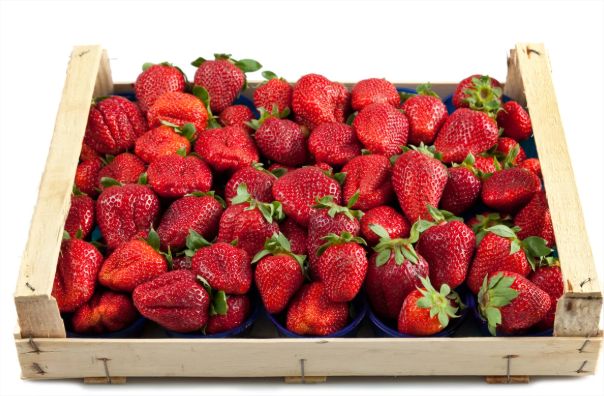 Estoque de morangos zera em minutos no Ceasa de Cuiabá; vídeo