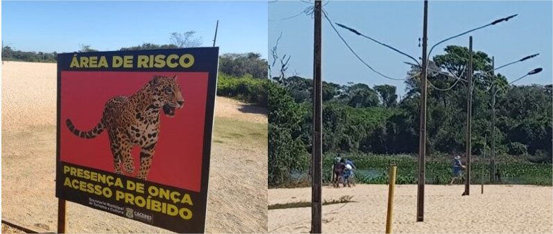 Cáceres proíbe acesso à praia após ataques de onça e muitos ainda ignoram risco