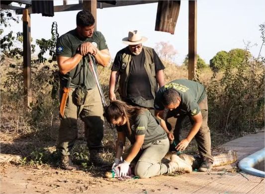 Inscrições abertas: Veja como se tornar voluntário para resgate e manejo de animais silvestres em MT