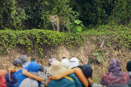 Governo anuncia criação da ‘Rota do Safári’ no Pantanal Mato-grossense
