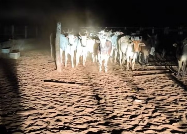 Funcionários de fazenda são presos suspeitos de furtar gado em Rondonópolis
