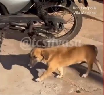 Motociclista com tornozeleira é preso suspeito de atropelar cachorro de propósito em MT; vídeo