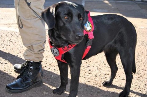 Cão farejador do Corpo de Bombeiros localiza corpo em área de mata