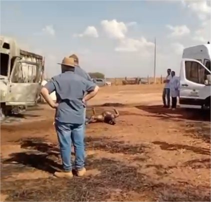 Motorista de caminhão morre carbonizado durante descarga de calcário; imagens fortes