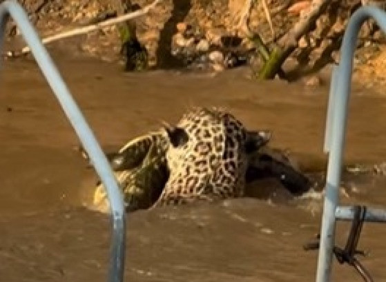 Onça pula em rio e ataca jacaré; veja vídeo