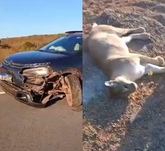 Onça-parda morre atropelada em rodovia entre Nobres e Bom Jardim
