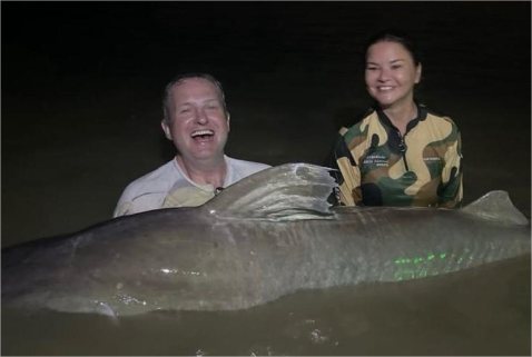 Vídeo: Pescador fisga piraíba do tamanho de tubarão durante pesca em rio de MT