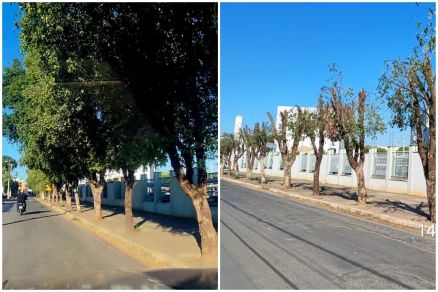 Condomínio é multado em R$ 9,4 mil por poda drástica de árvores