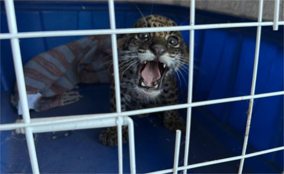 Polícia Civil resgata filhote de onça-pintada em propriedade rural de Barra do Garças