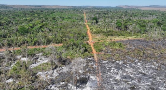 Sema e PM flagram destruição em área de preservação permanente