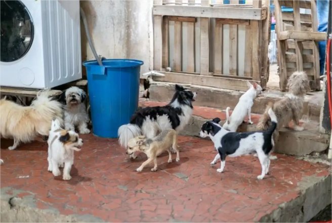 Abrigo lota após acolher animais resgatados de canil clandestino em Cuiabá; veja como adotar