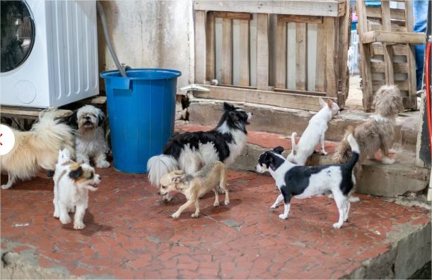 Família responsável por canil clandestino com mais de 70 cachorros de raça é liberada após pagar fiança em Cuiabá
