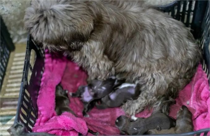 Canil clandestino: mais de 70 cães e hamsters são resgatados em Cuiabá